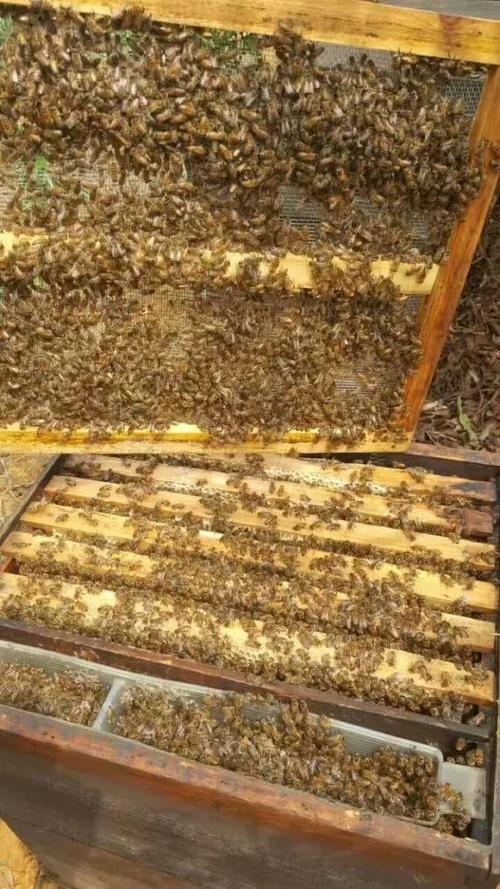 蜂巢蜜 高端噱头还是真营养？深扒蜂产品不为人知的内幕